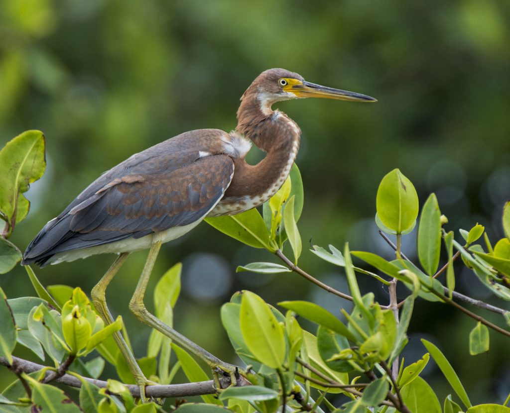 Tricolored Heron - Owen Deutsch Photography