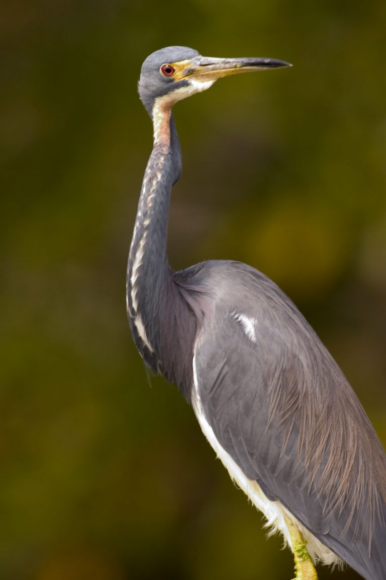 Tricolored Heron - Owen Deutsch Photography