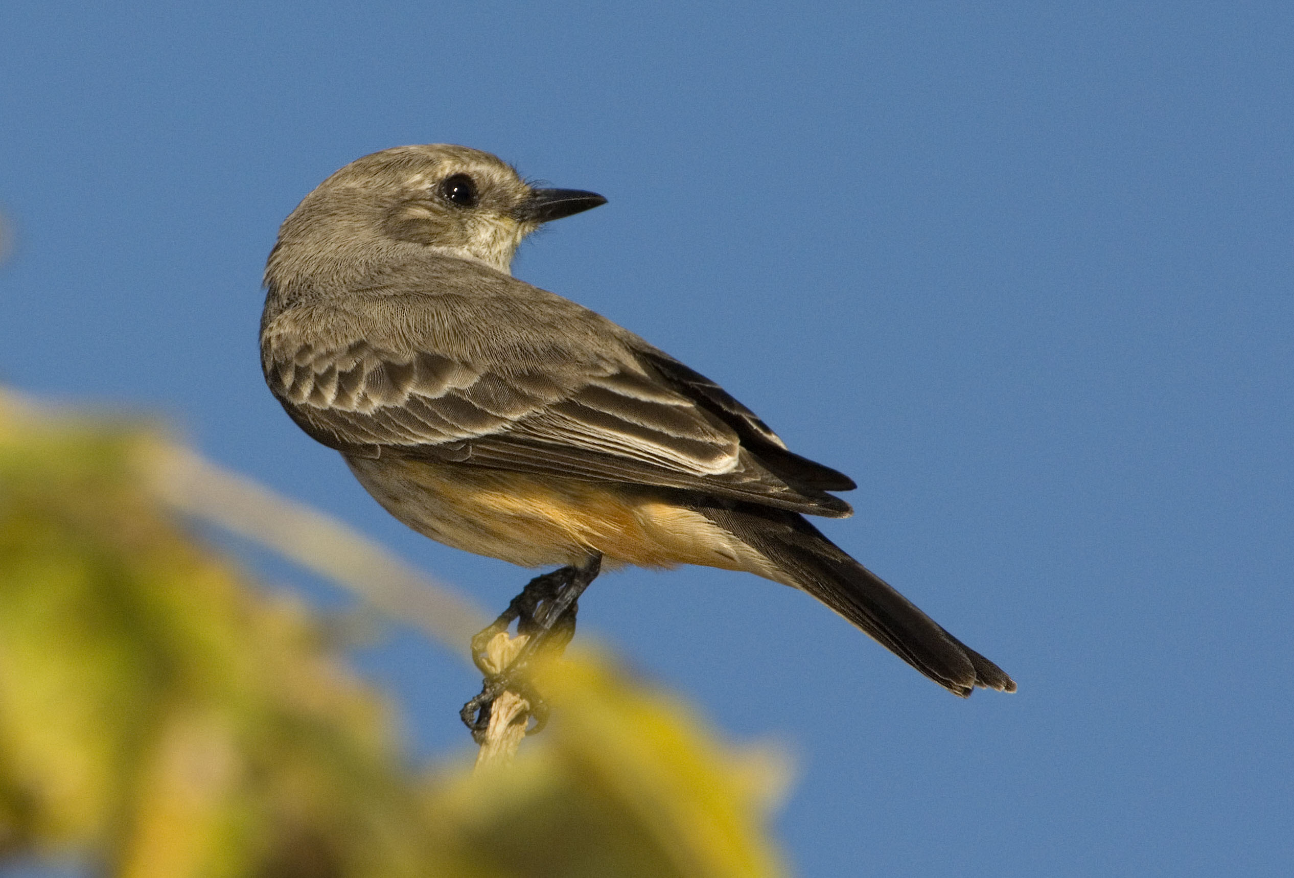 Vermilion Flycatcher - Owen Deutsch Photography