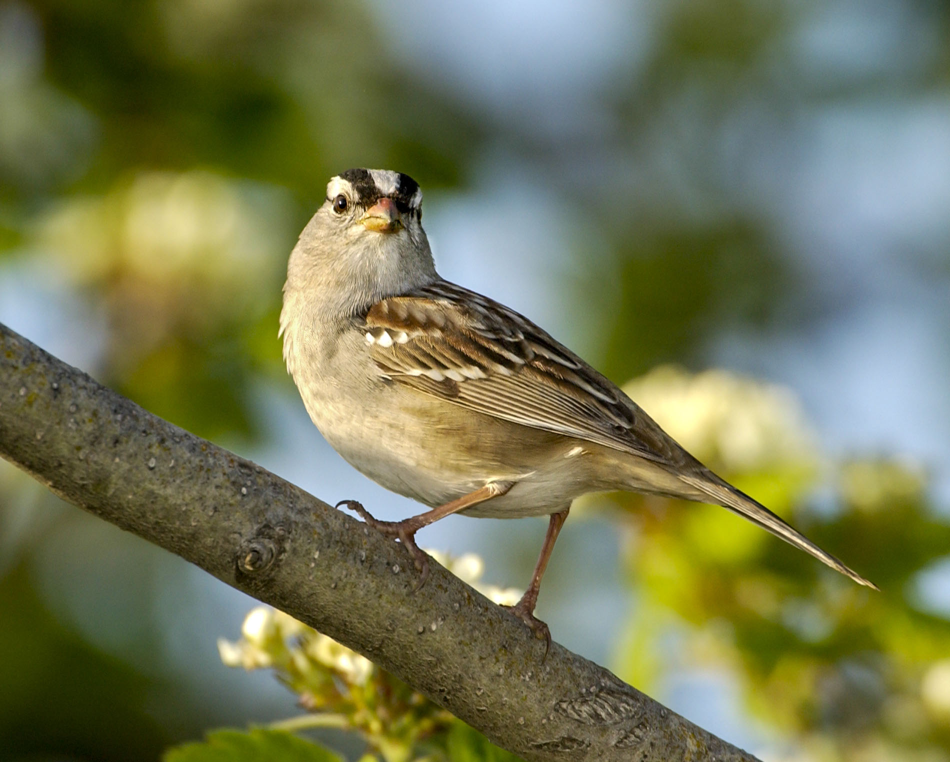 White-crowned Sparrow - Owen Deutsch Photography