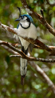 White-throated Magpie-Jay