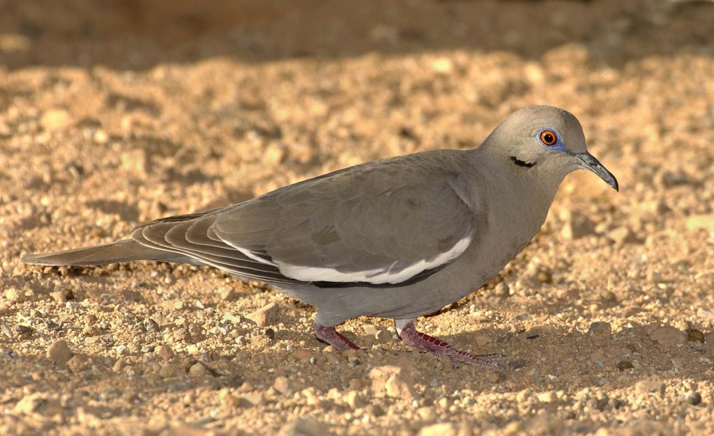 White Winged Dove Owen Deutsch Photography   White Winged Dove 1rsc 1024x626 