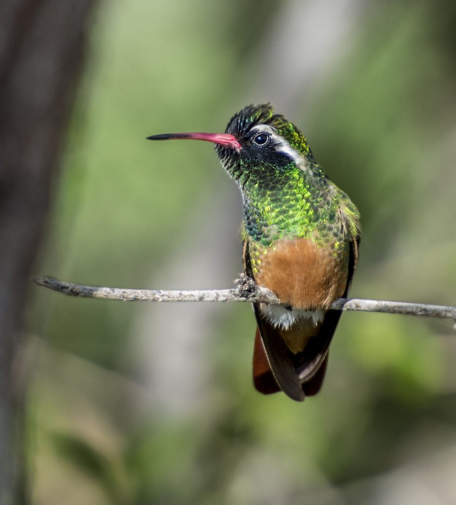 Xantus's Hummingbird Owen Deutsch Photography