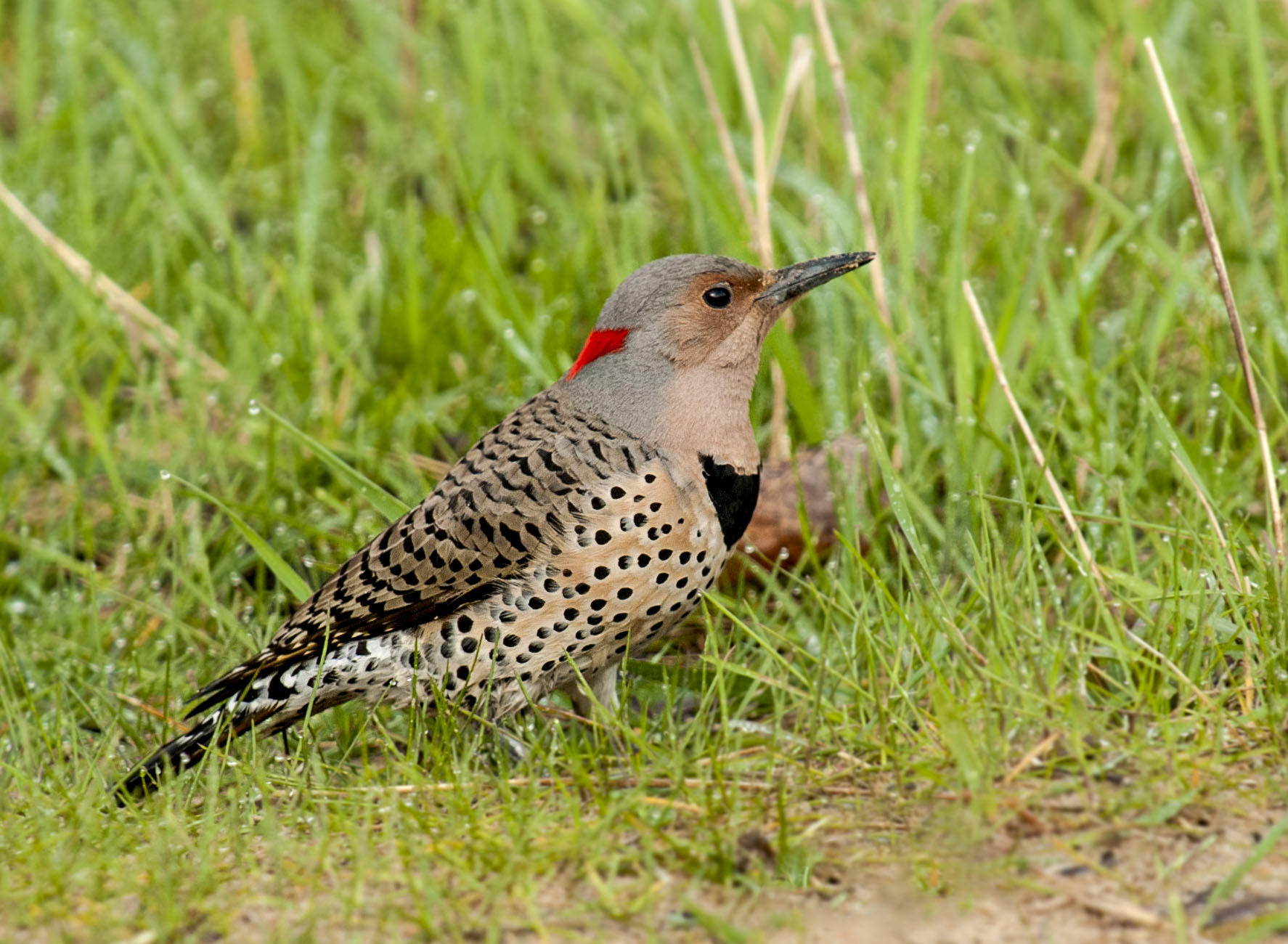 Yellowshafted Flicker Owen Deutsch Photography