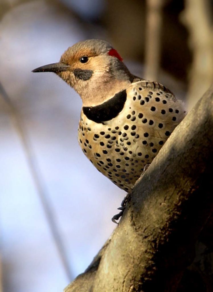 Northern Flicker Yellowshafted Owen Deutsch Photography