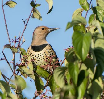 Yellow-shafted Flicker