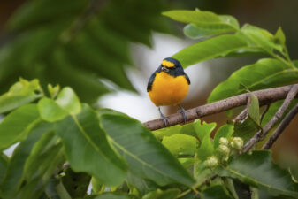 Yellow-throated Euphonia