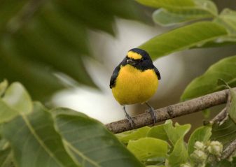 Yellow-throated Euphonia