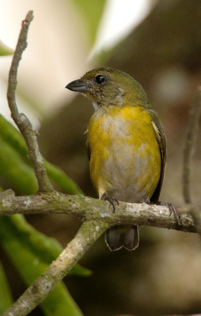 Yellow-throated Euphonia - Owen Deutsch Photography