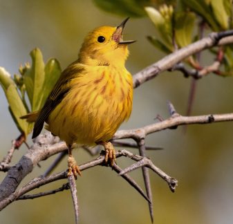 Yellow Warbler