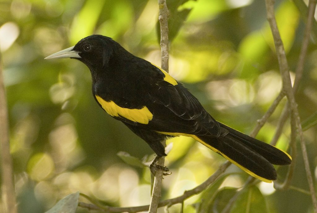 Yellow-winged Cacique - Owen Deutsch Photography