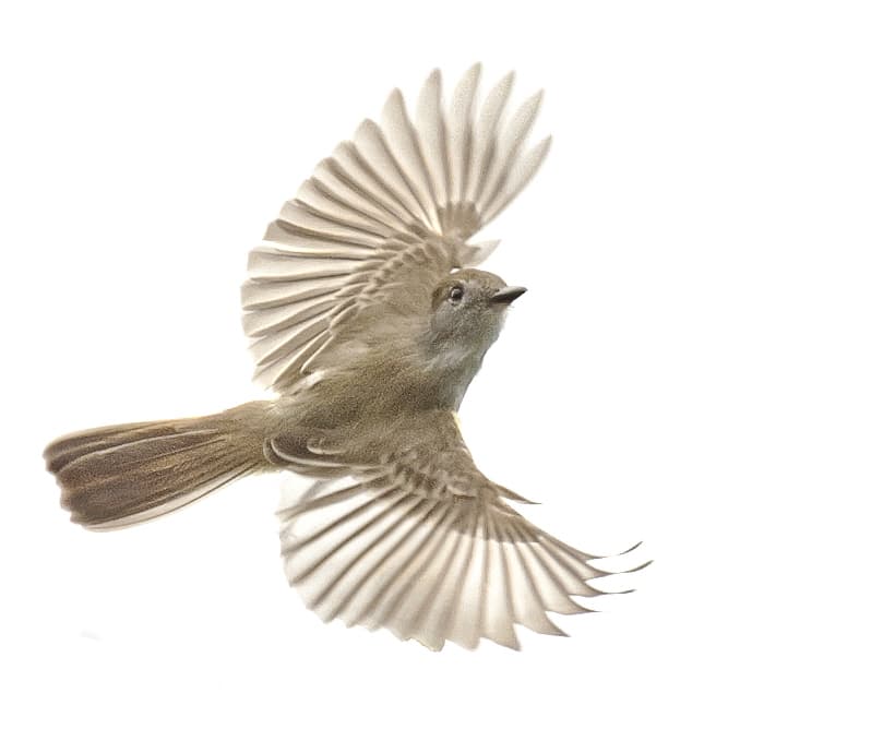 Yucatan Flycatcher - Owen Deutsch Photography