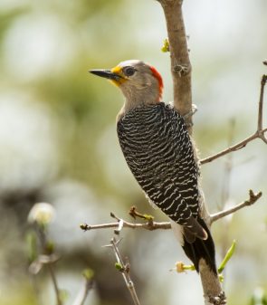 Yucatan Woodpecker