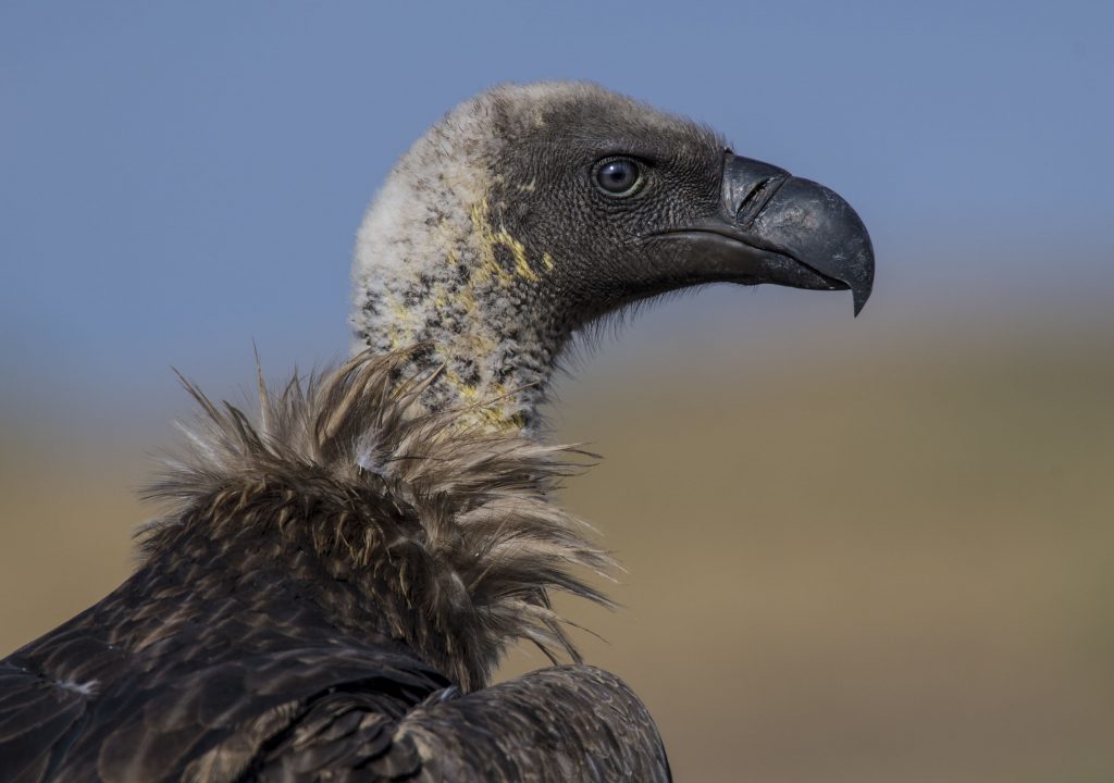 White-backed Vulture - Owen Deutsch Photography