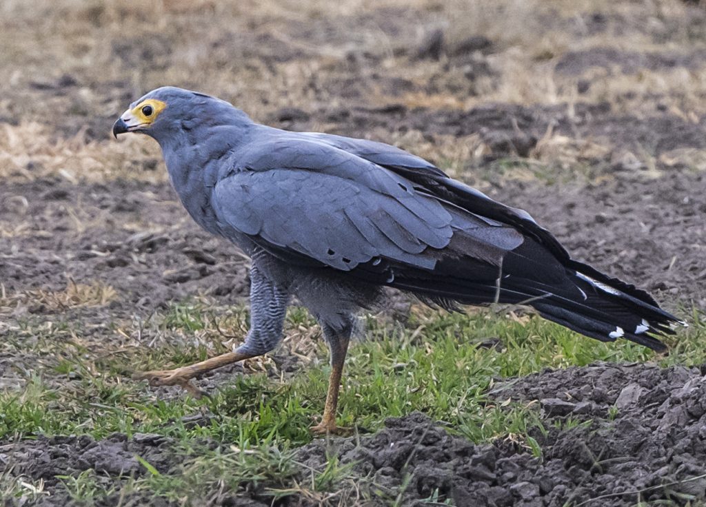 African Harrier-hawk | Birds of Prey | Owen Deutsch