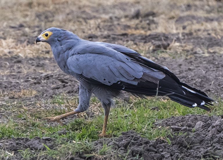 African Harrier-hawk | Birds of Prey | Owen Deutsch