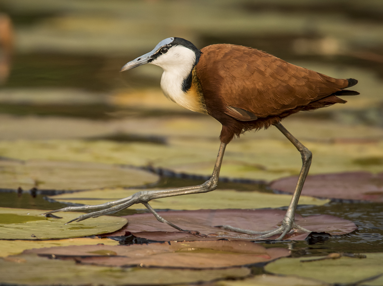 African Jacana | Birding | Owen Deutsch Photography