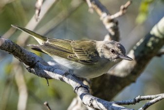 Black-whiskered Vireo - Owen Deutsch Photography