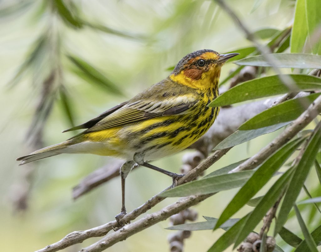 Cape May Warbler - Owen Deutsch Photography