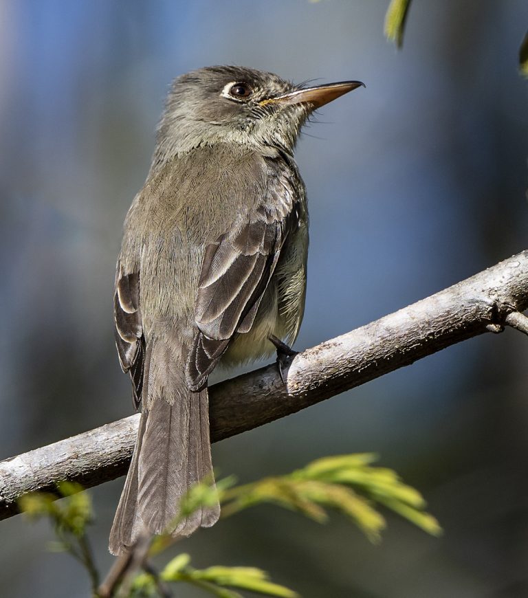 Cuban Pewee | Ornithology | Birdwatching