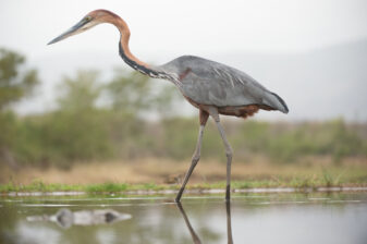 Goliath Heron