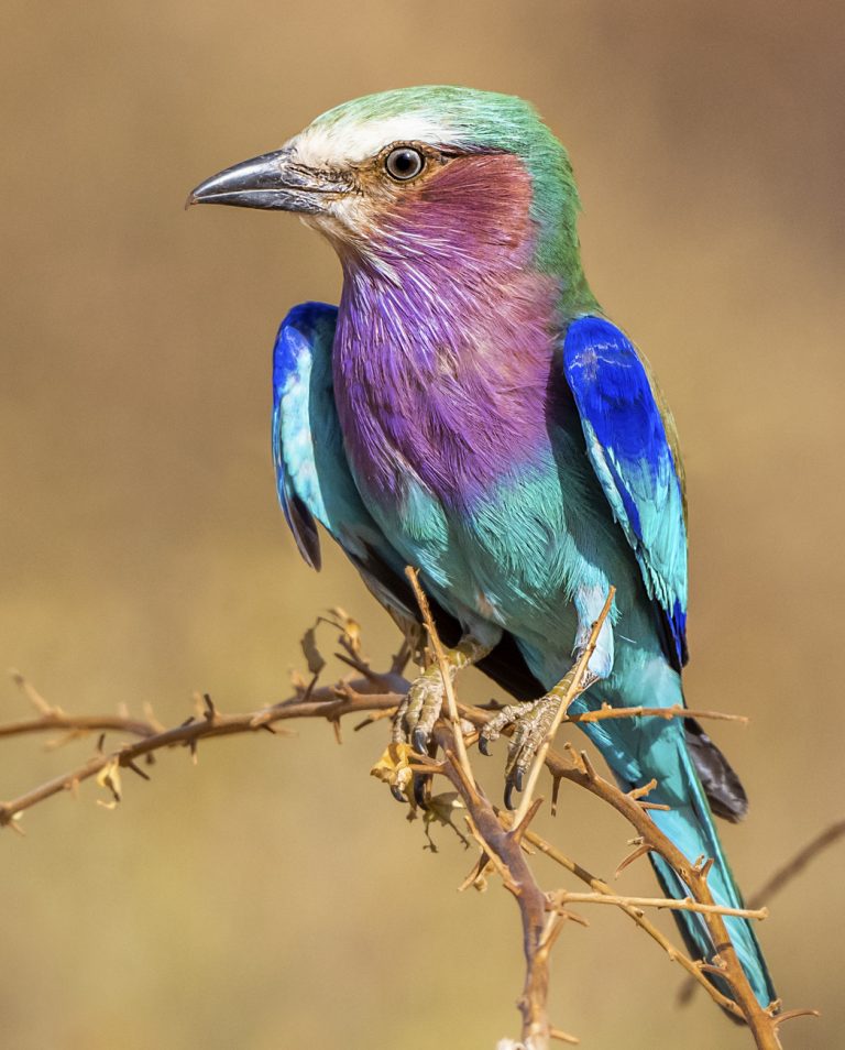 Lilac Breasted Roller Owen Deutsch Photography