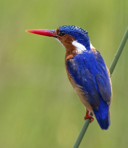 Malachite Kingfisher | Akagera National Park Birds | Birding