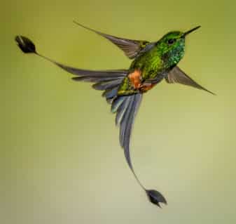 Peruvian Racket-tail