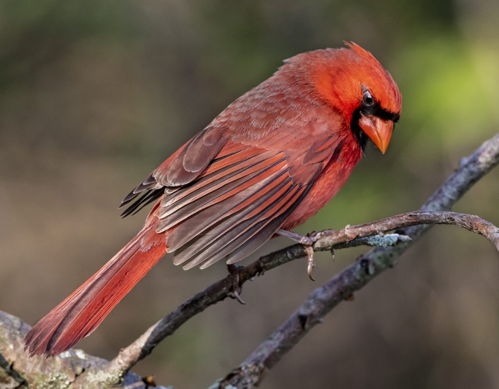 NORTHERN CARDINAL SCIENTIFIC NAME visual data 4
