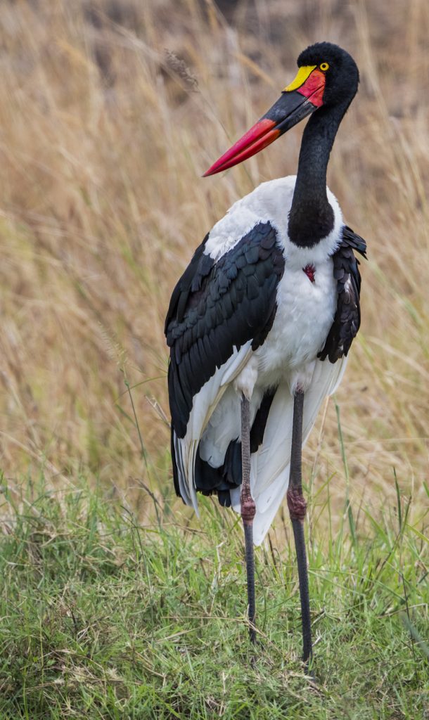 Saddle-billed Stork - Owen Deutsch Photography