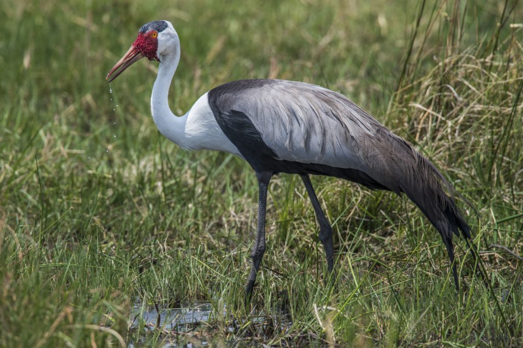 Wattled Crane - Owen Deutsch Photography