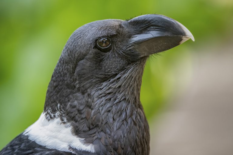 White-necked Raven - Owen Deutsch Photography