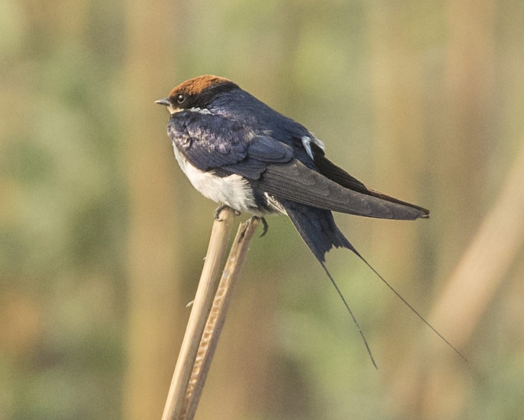 Wire-tailed Swallow - Owen Deutsch Photography