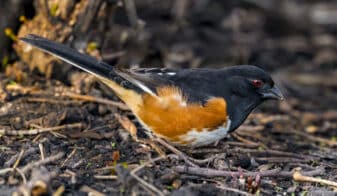 Eastern Towhee