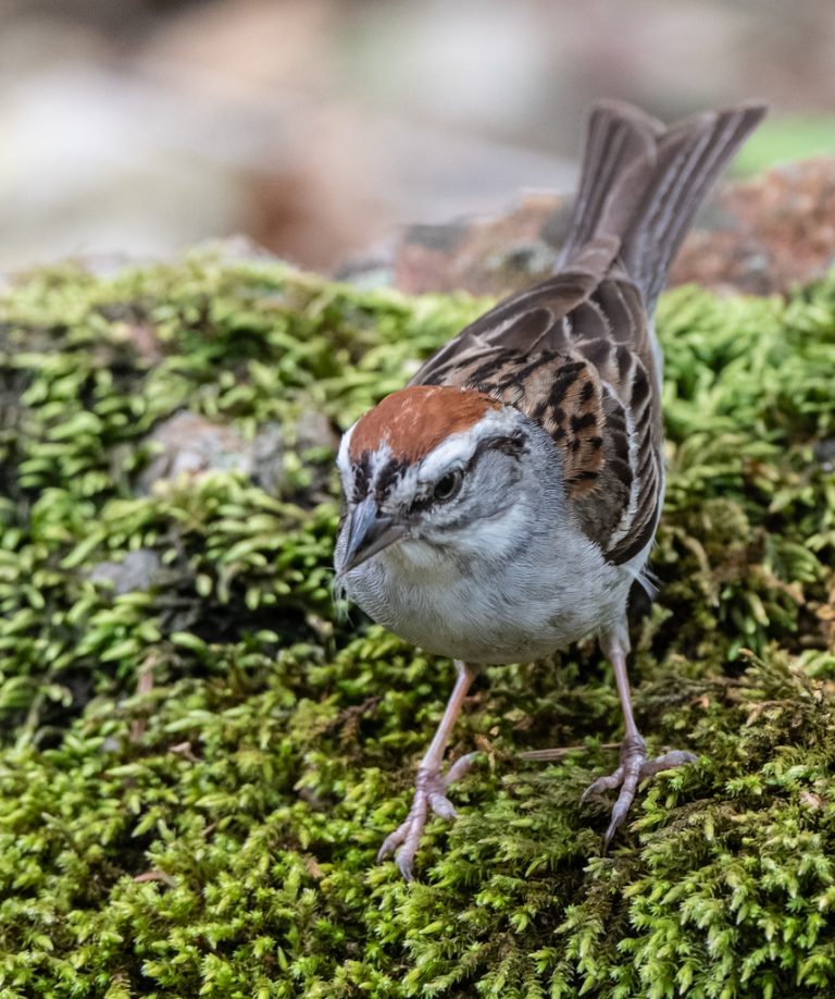 Chipping Sparrow - Owen Deutsch Photography