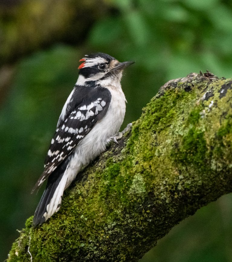 downy woodpecker phylum