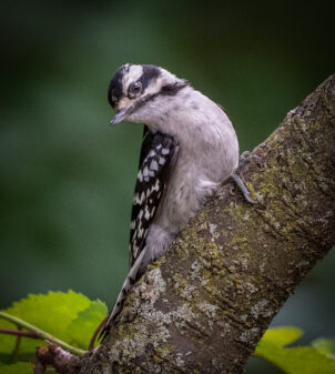 Downy Woodpecker