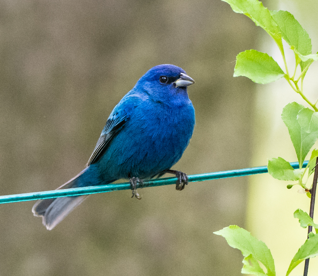 indigo-bunting-owen-deutsch-photography