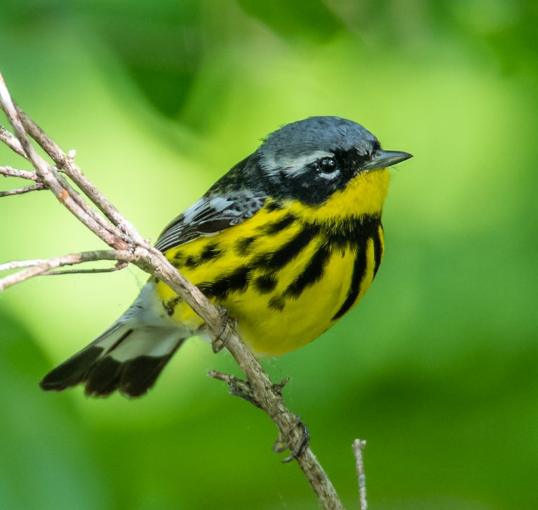 Magnolia Warbler | Magic Hedge Birds | Wildlife Photography