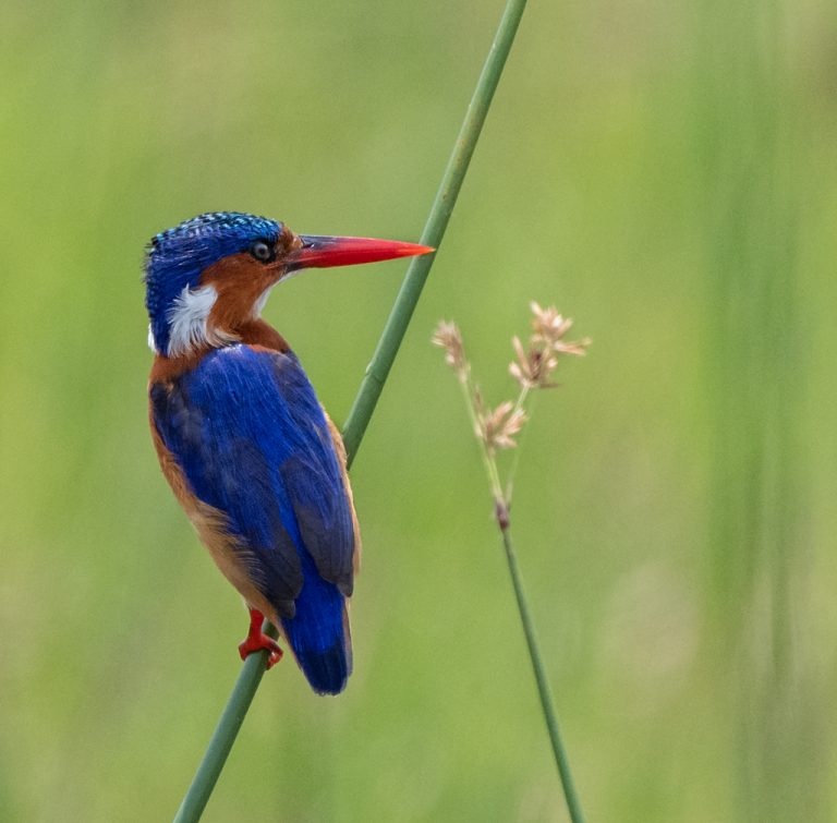 Malachite Kingfisher | Birding | Akagera National Park