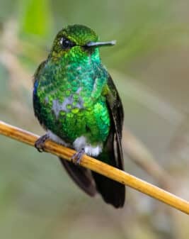 Emerald-bellied Puffleg