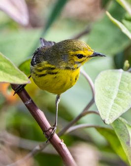 Prairie Warbler