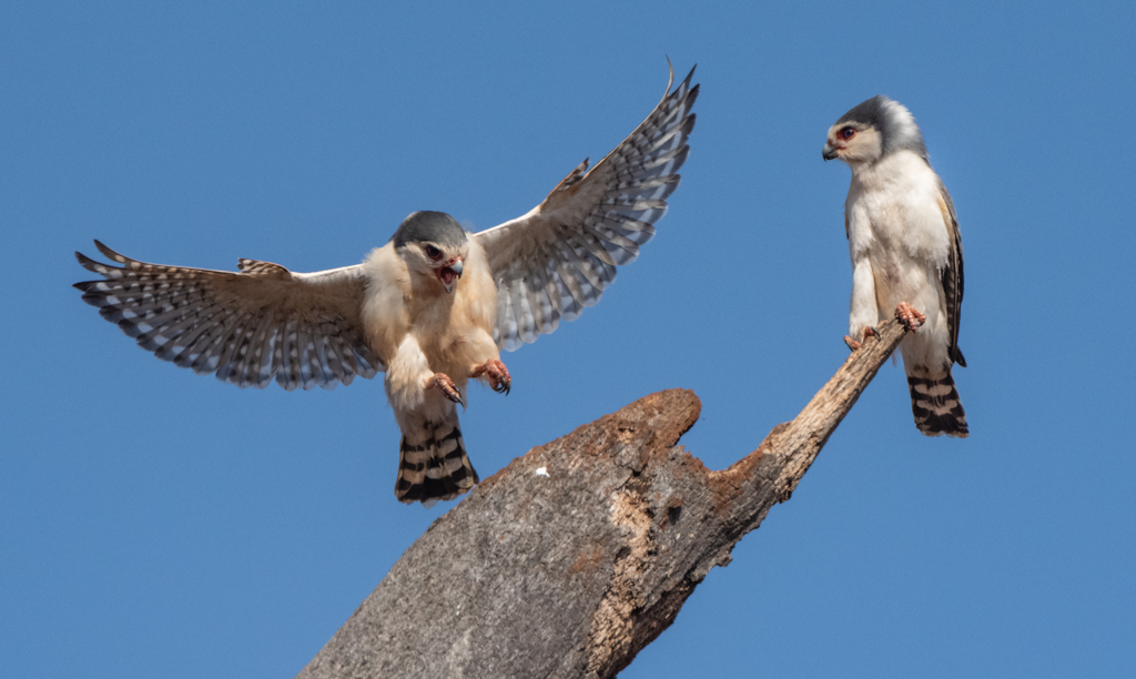 pygmy falcon lifespan