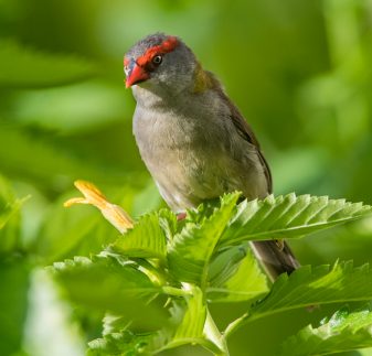 Red-browed Finch