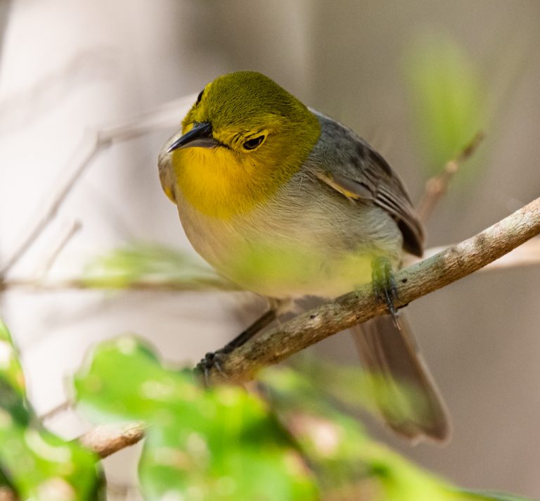 Yellow-headed Warbler - Owen Deutsch Photography