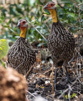 Yellow-necked Spurfowl