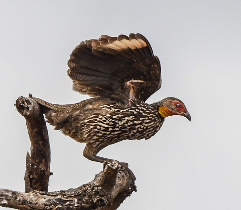 Yellow-necked Spurfowl - Owen Deutsch Photography