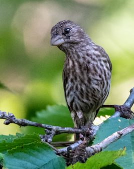 House Finch