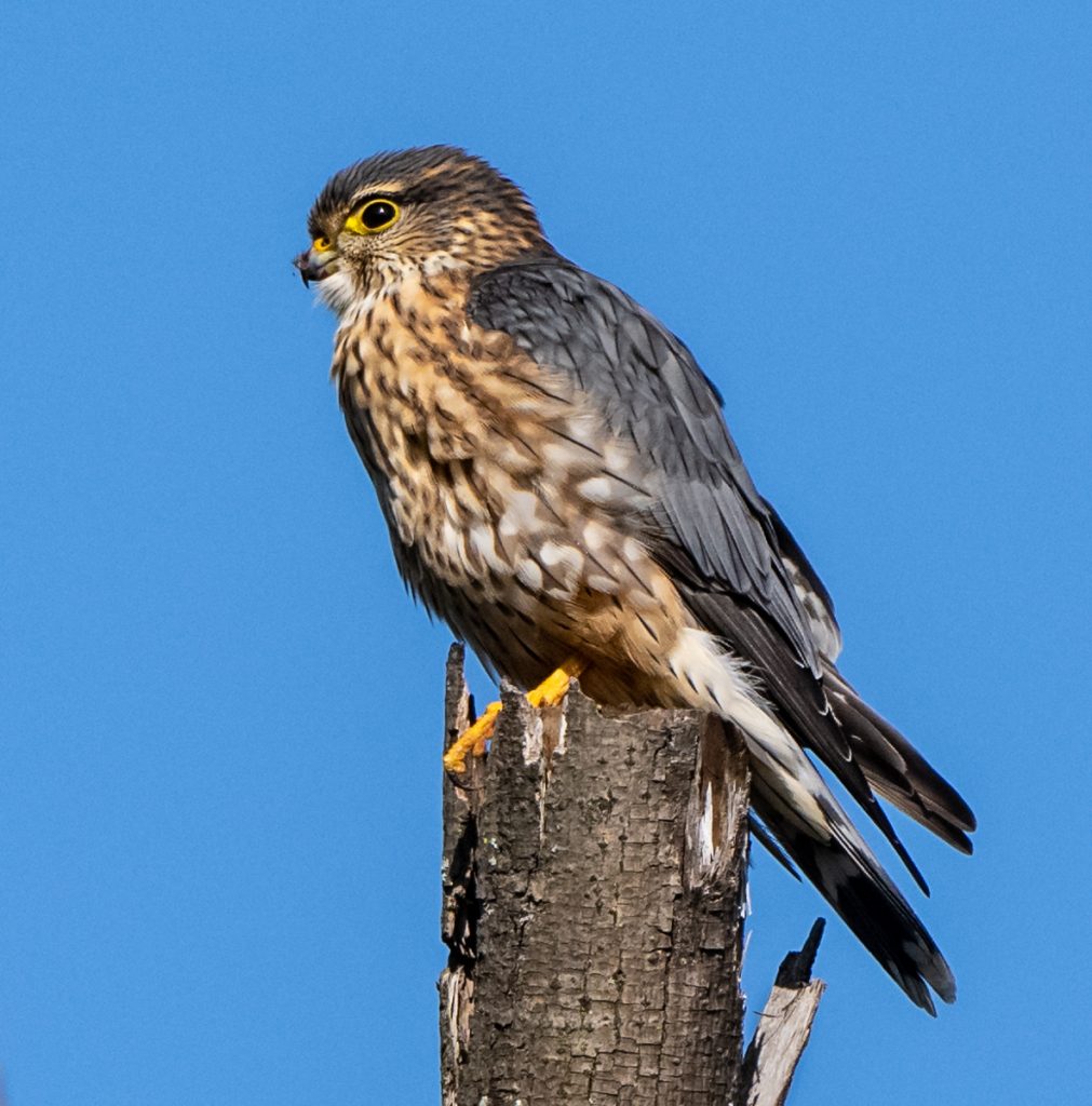 Merlin - Owen Deutsch Photography