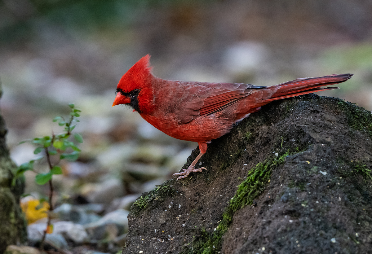 Northern Cardinal | Cardinals | Chicago Photography | Ornithology